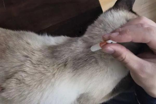 冬季养猫有哪些注意事项，一定要注意保暖、适当运动