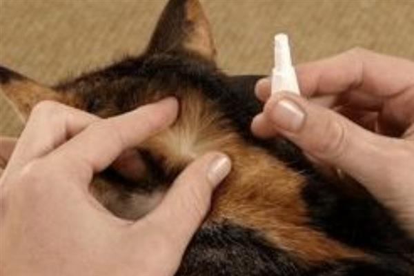 冬季养猫有哪些注意事项，一定要注意保暖、适当运动