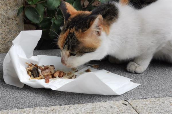 冬季养猫有哪些注意事项，一定要注意保暖、适当运动