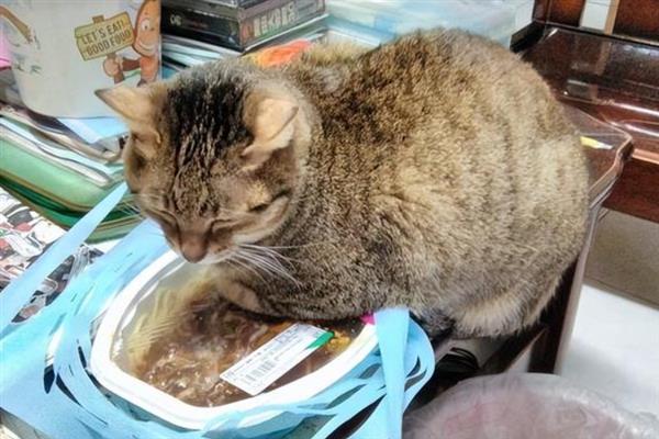 冬季养猫有哪些注意事项，一定要注意保暖、适当运动