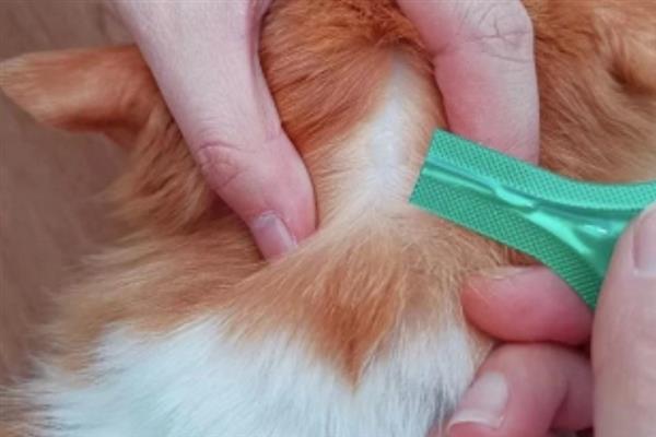 冬季养猫有哪些注意事项，一定要注意保暖、适当运动