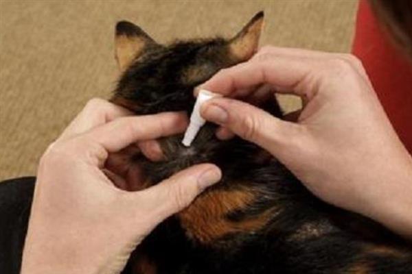 冬季养猫有哪些注意事项，一定要注意保暖、适当运动