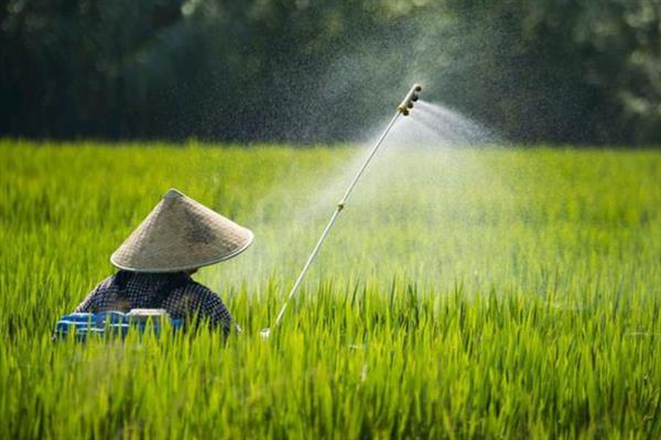 什么时候打水稻钻心虫效果好，叶鞘开始变黄时打药效果好