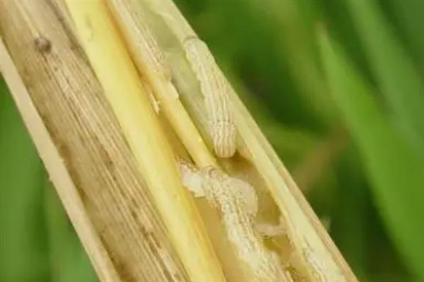 什么时候打水稻钻心虫效果好，叶鞘开始变黄时打药效果好
