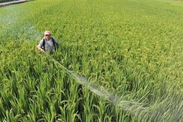 什么时候打水稻钻心虫效果好，叶鞘开始变黄时打药效果好