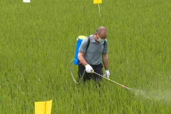 什么时候打水稻钻心虫效果好，叶鞘开始变黄时打药效果好