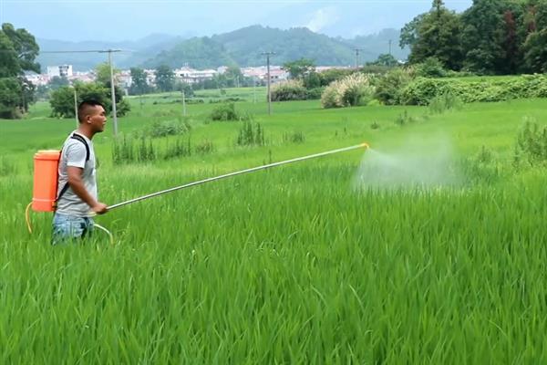 什么时候打水稻钻心虫效果好，叶鞘开始变黄时打药效果好