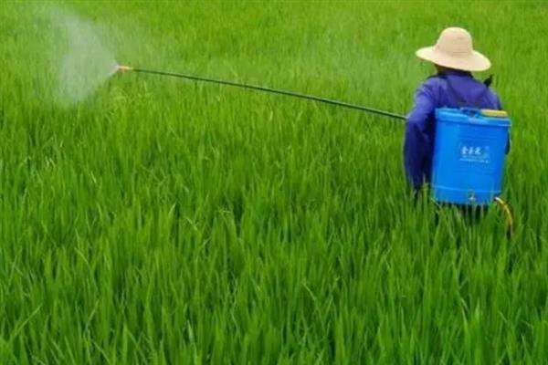 什么时候打水稻钻心虫效果好，叶鞘开始变黄时打药效果好