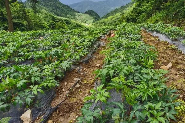 当归有哪些种植条件，生长适温在20-30度