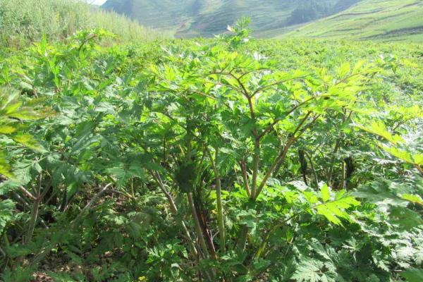 当归有哪些种植条件，生长适温在20-30度