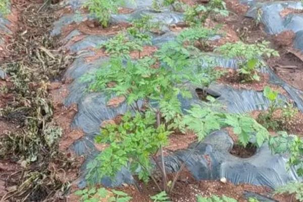 当归有哪些种植条件，生长适温在20-30度
