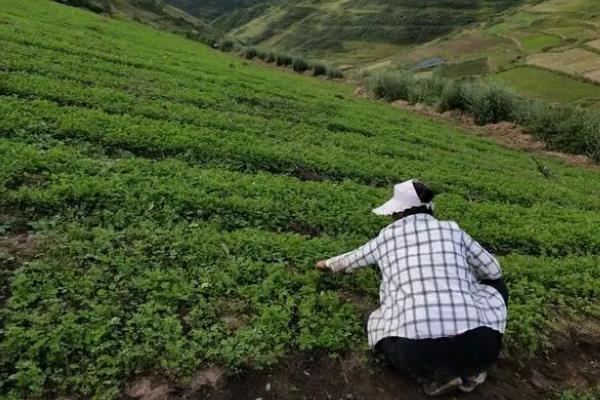 当归有哪些种植条件，生长适温在20-30度