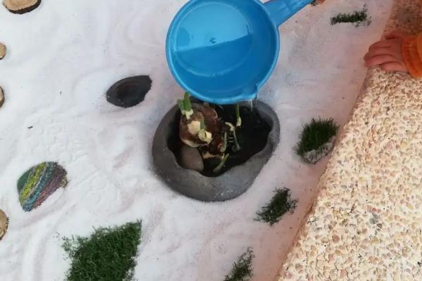 怎么养水仙花，在成长期给予足量的水分