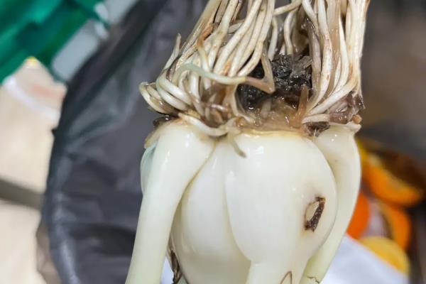 怎么养水仙花，在成长期给予足量的水分