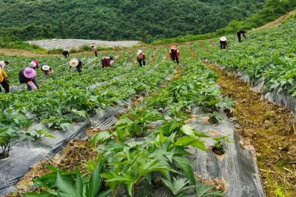 当归有哪些种植条件，生长适温在20-30度
