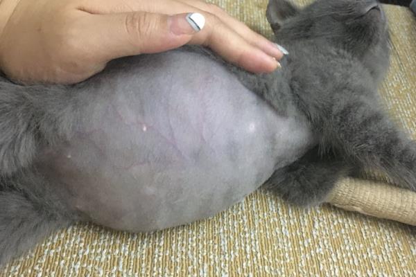 猫传腹的初期症状，表现为食欲下降、精神萎靡等