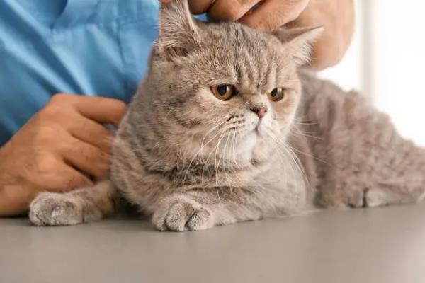 猫传腹的初期症状，表现为食欲下降、精神萎靡等