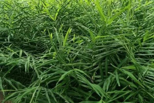 山西能种生姜吗，山西可以种植生姜