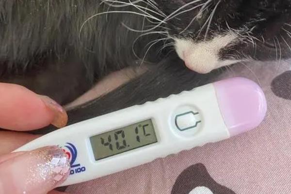 猫传腹的初期症状，表现为食欲下降、精神萎靡等