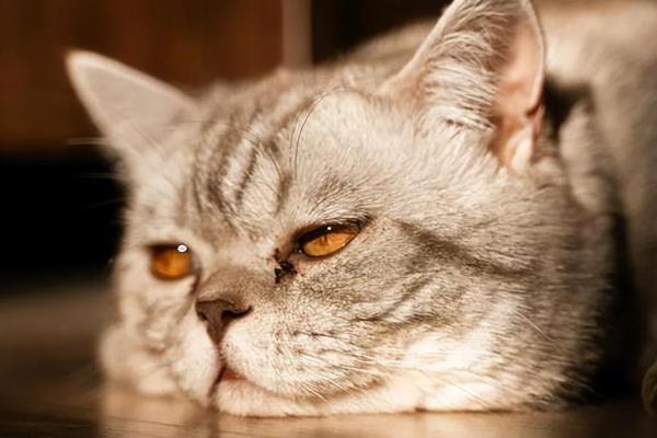 猫传腹的初期症状，表现为食欲下降、精神萎靡等