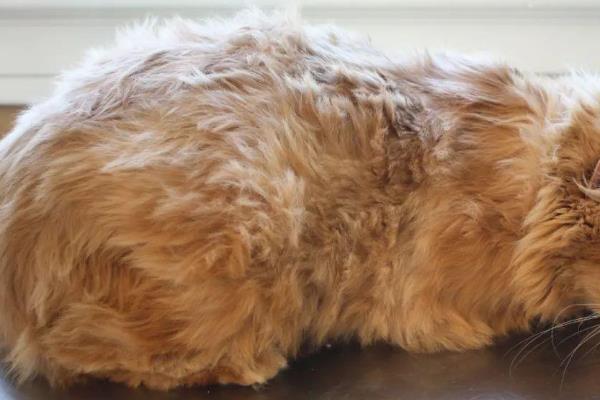 猫传腹的初期症状，表现为食欲下降、精神萎靡等
