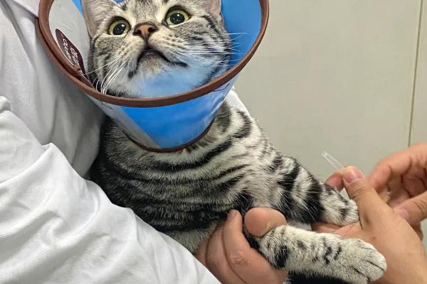 猫传腹的初期症状，表现为食欲下降、精神萎靡等