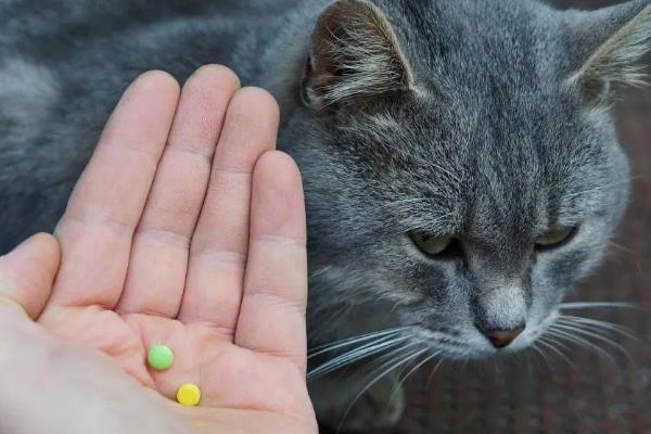 猫传腹的初期症状，表现为食欲下降、精神萎靡等