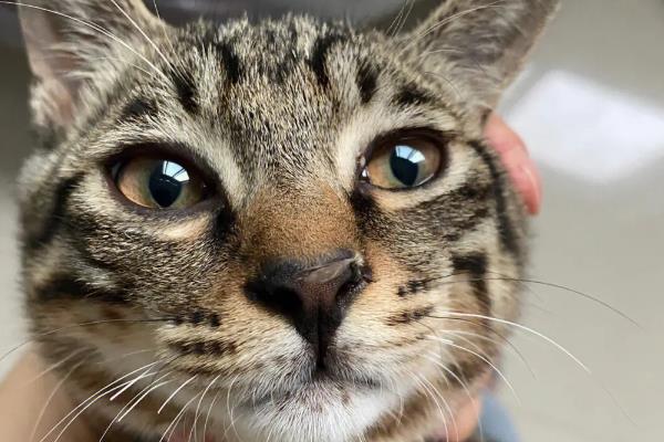 猫传腹的初期症状，表现为食欲下降、精神萎靡等