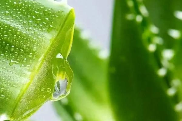 芦荟如何叶插，尽量靠近基部处摘取嫩叶