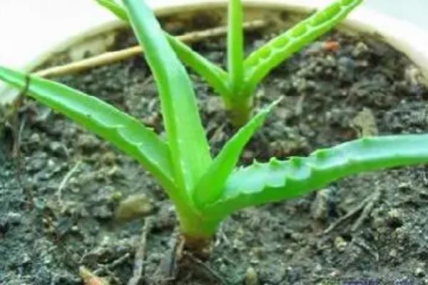芦荟如何叶插，尽量靠近基部处摘取嫩叶