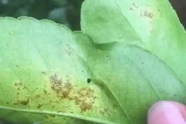 柑橘轮斑病的症状表现，常引起大量落叶