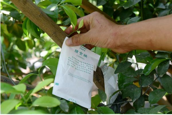 柑橘轮斑病的症状表现，常引起大量落叶