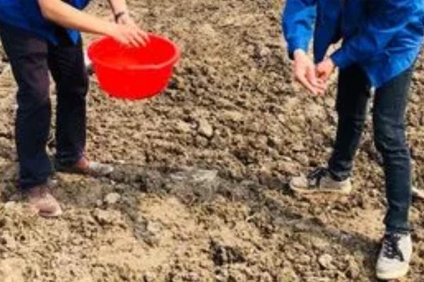 怎么种吊瓜，在每年四月份进行