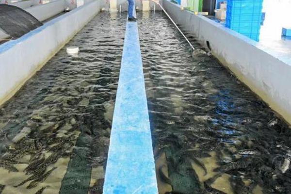 黑鱼养殖几个月便可出售，养殖4-5个月便可出售