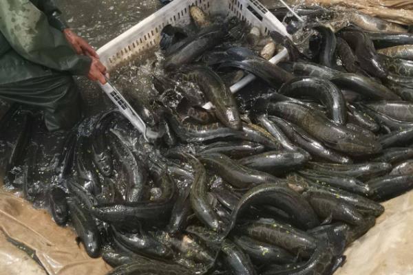 黑鱼养殖几个月便可出售，养殖4-5个月便可出售