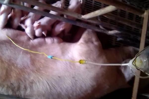 母猪产后无法站立且不吃食怎么办，可补充钙质或注射消炎药