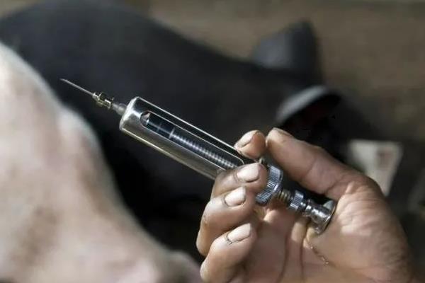 母猪产后无法站立且不吃食怎么办，可补充钙质或注射消炎药