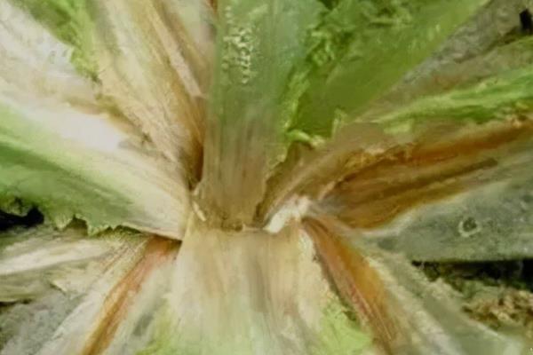 芥菜菌核病的发病规律，气传的子囊孢子致病力强