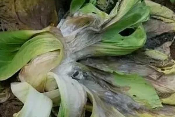 芥菜菌核病的发病规律，气传的子囊孢子致病力强