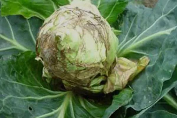 芥菜菌核病的发病规律，气传的子囊孢子致病力强