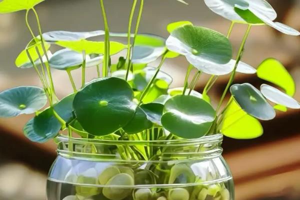 铜钱草根茎的种植方法，可水培种植