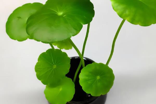 铜钱草根茎的种植方法，可水培种植