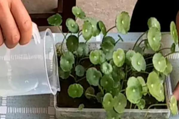 铜钱草根茎的种植方法，可水培种植