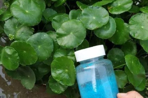 铜钱草根茎的种植方法，可水培种植