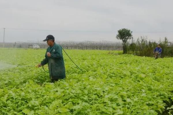 芥菜菌核病的发病规律，气传的子囊孢子致病力强