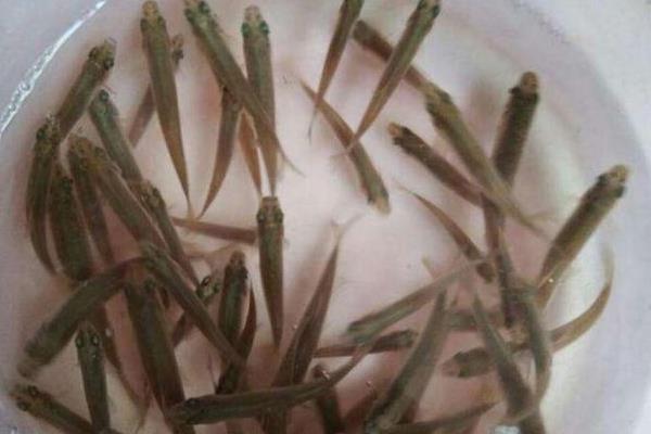 银龙鱼吃什么长得快，15厘米以下只能喂食鱼虾的碎肉