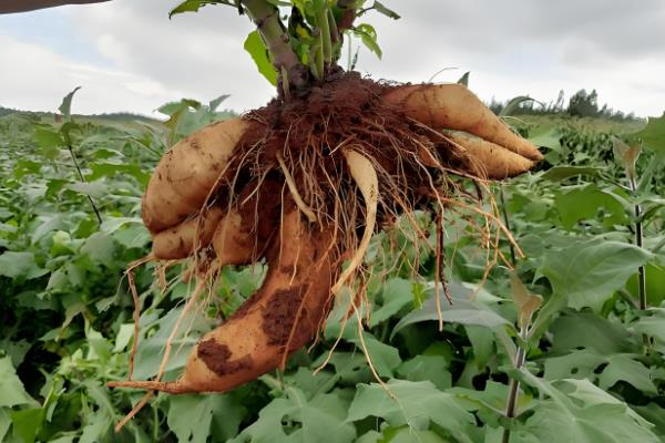 雪莲果的种植方法，适宜在春季的3-4月份时种植