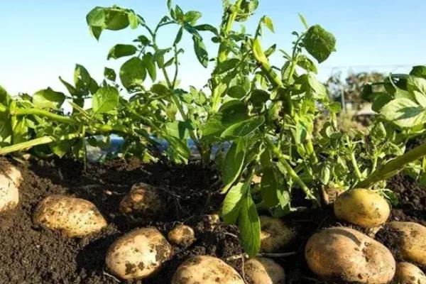 土壤中有什么动物和植物，常见的有土豆、薯类、萝卜等