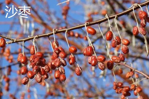 土壤中有什么动物和植物，常见的有土豆、薯类、萝卜等