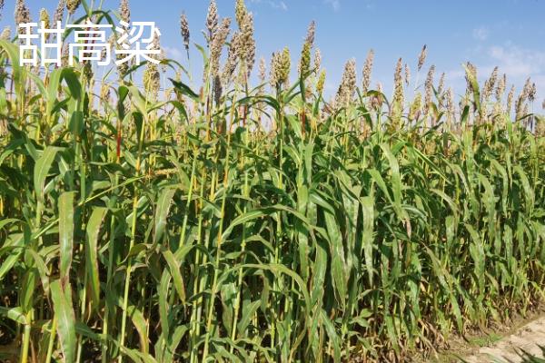土壤中有什么动物和植物，常见的有土豆、薯类、萝卜等